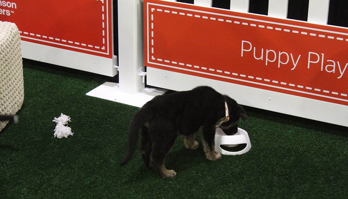 OracleDevs's tweet image. We had a doggone good time at #AIWorld today! 🐶
We'll be back tomorrow to explore more paws-ibilities AI holds. 🐾