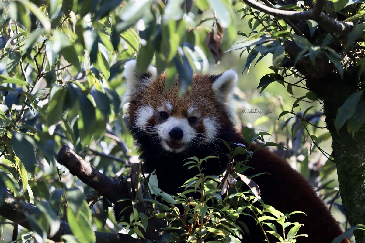 ユキページ 天使ゆき (@yuki__amatsuka) • Instagram photos and videos