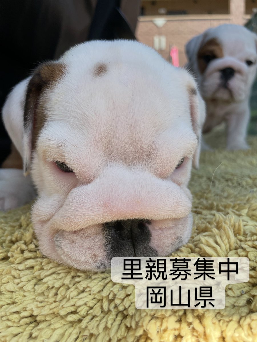 里親募集中‼️
ギルちゃん🐾
推定２ヶ月の女の子
ブルドッグです🐶

#里親募集中#岡山県#ブルドッグ#犬#ブルドッグ#保護犬#殺処分ゼロ