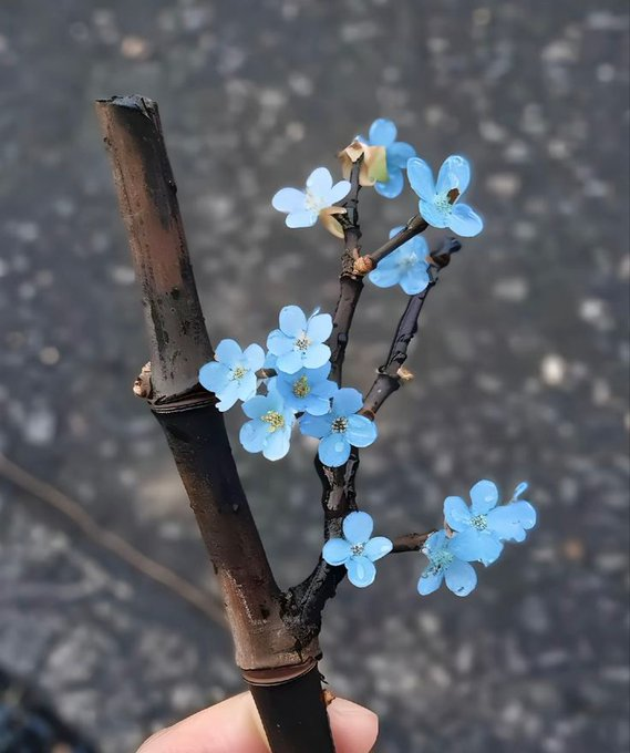 ¡Encantada con estas flores azules tan únicas! 🌼
uno de los toques de magia que existe en la naturaleza