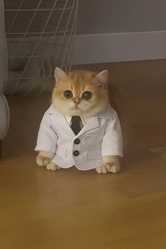 Frog Cat Meme 2