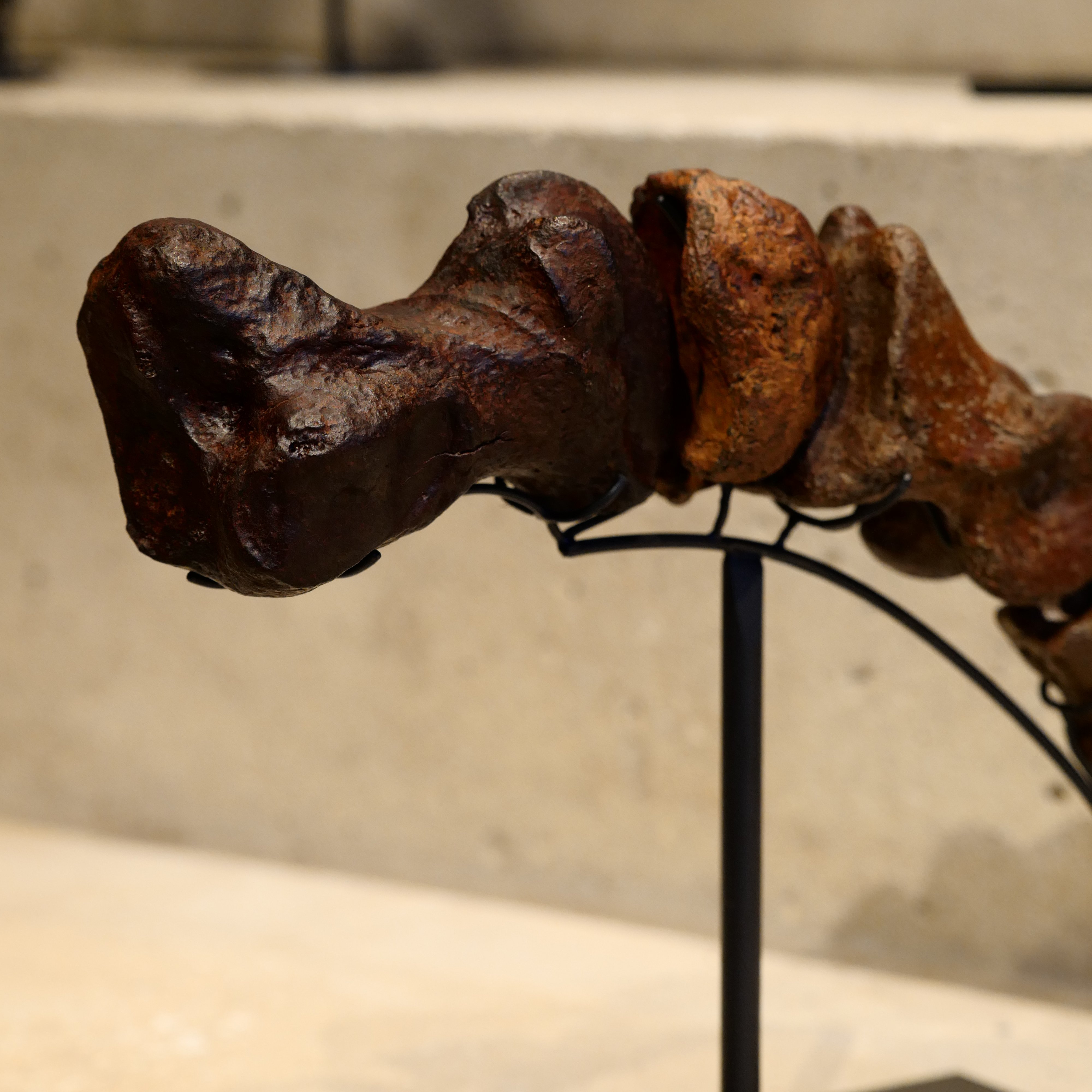 化石魚 フレーム付き 5000万年前(新世代/第三紀•始新世) 科学博物館 土産 間違いなく「過去一」のサイズと保存状態を誇る、博物館級の