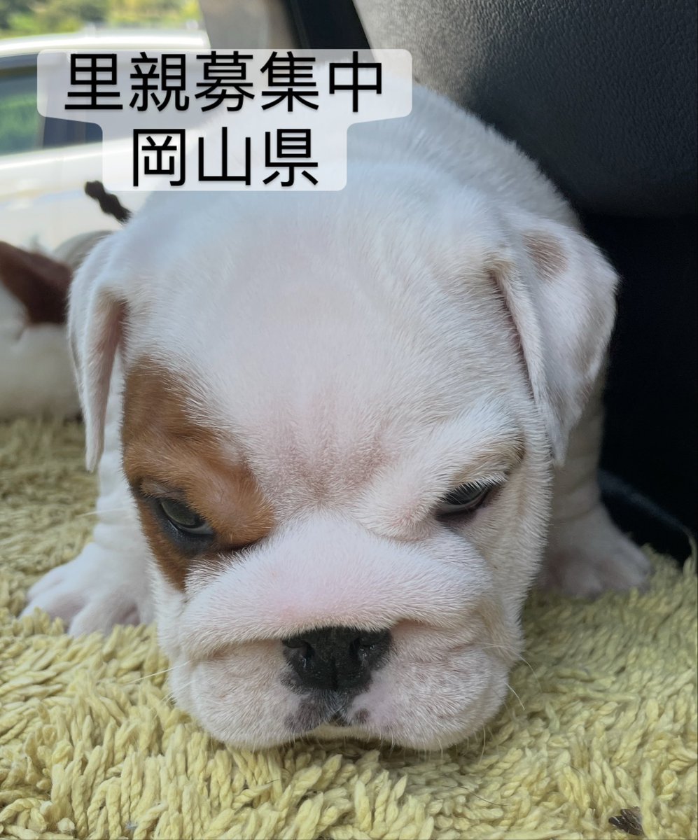里親募集中‼️
ダルくん🐾
推定２ヶ月の男の子♂
ブルドッグです🐶

#里親募集中#岡山県#ブルドッグ#犬#保護犬#殺処分ゼロ#保護犬