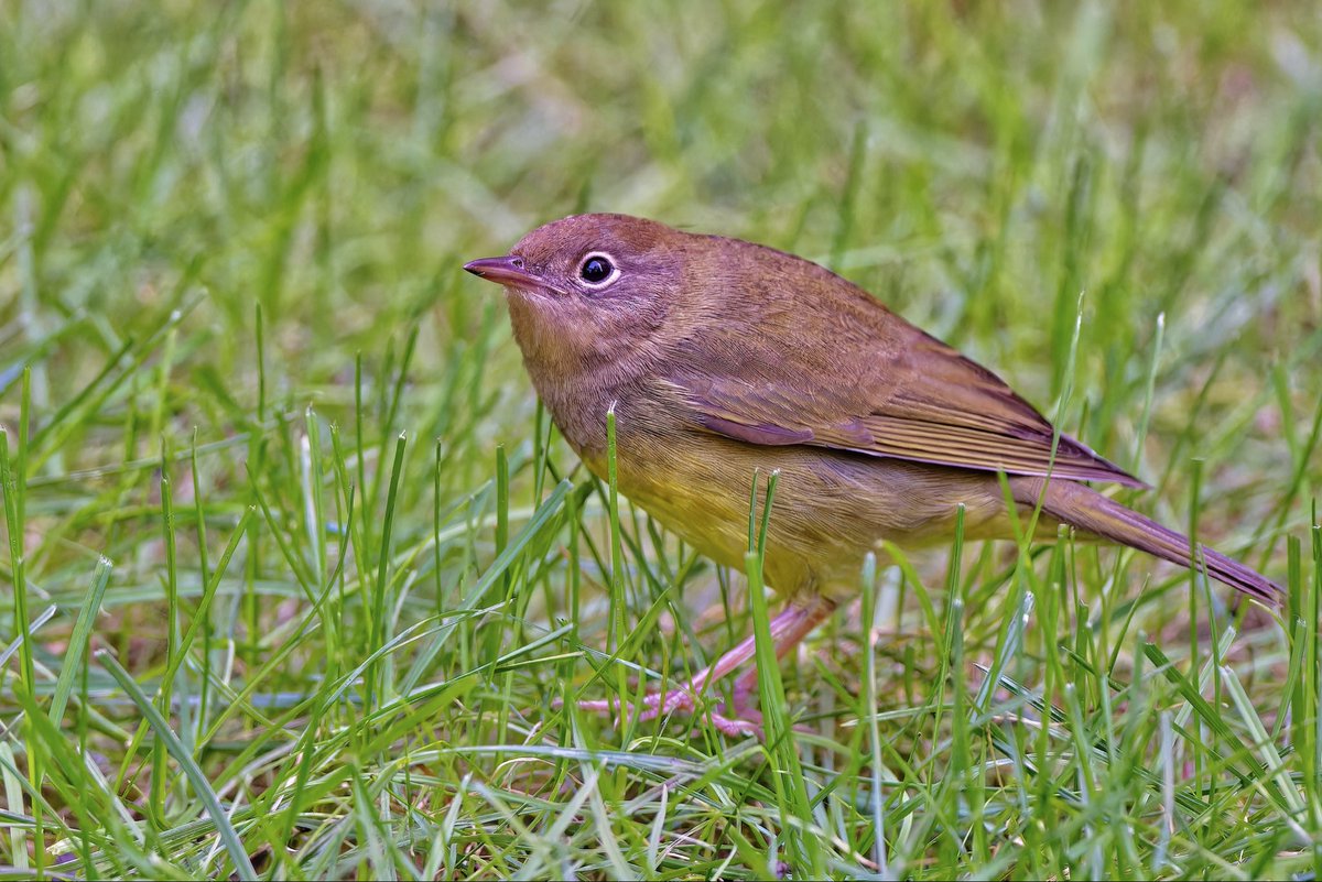 ejbarto1's tweet image. Trinity Church, NYC (15Oct25):
Connecticut Warbler(Oporornis agilis)ongoing but likely leaving soon, joined by Hermit Thrush(Catharus guttatus)and White-throated Sparrow (Zonotrichia albicollis)—late fall travelers pausing before continuing their long migratory journey.#birdcpp