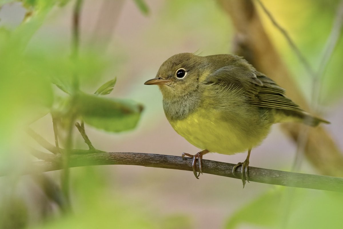 ejbarto1's tweet image. Trinity Church, NYC (15Oct25):
Connecticut Warbler(Oporornis agilis)ongoing but likely leaving soon, joined by Hermit Thrush(Catharus guttatus)and White-throated Sparrow (Zonotrichia albicollis)—late fall travelers pausing before continuing their long migratory journey.#birdcpp
