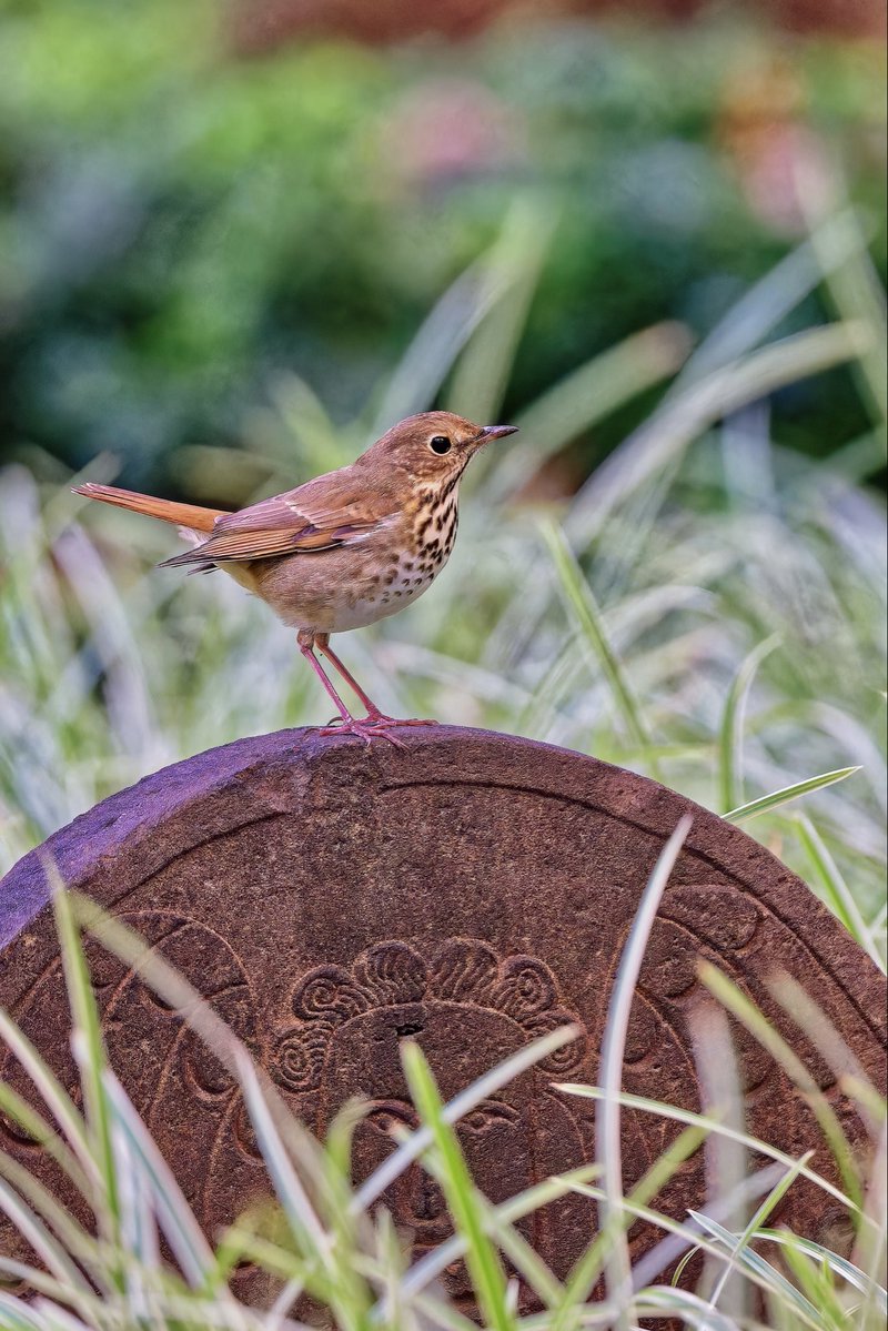 ejbarto1's tweet image. Trinity Church, NYC (15Oct25):
Connecticut Warbler(Oporornis agilis)ongoing but likely leaving soon, joined by Hermit Thrush(Catharus guttatus)and White-throated Sparrow (Zonotrichia albicollis)—late fall travelers pausing before continuing their long migratory journey.#birdcpp