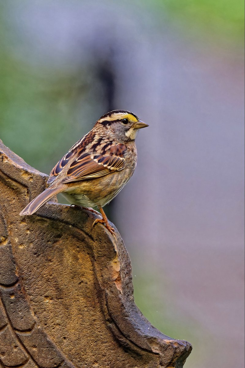 ejbarto1's tweet image. Trinity Church, NYC (15Oct25):
Connecticut Warbler(Oporornis agilis)ongoing but likely leaving soon, joined by Hermit Thrush(Catharus guttatus)and White-throated Sparrow (Zonotrichia albicollis)—late fall travelers pausing before continuing their long migratory journey.#birdcpp