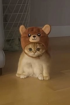 Frog Cat Meme 4