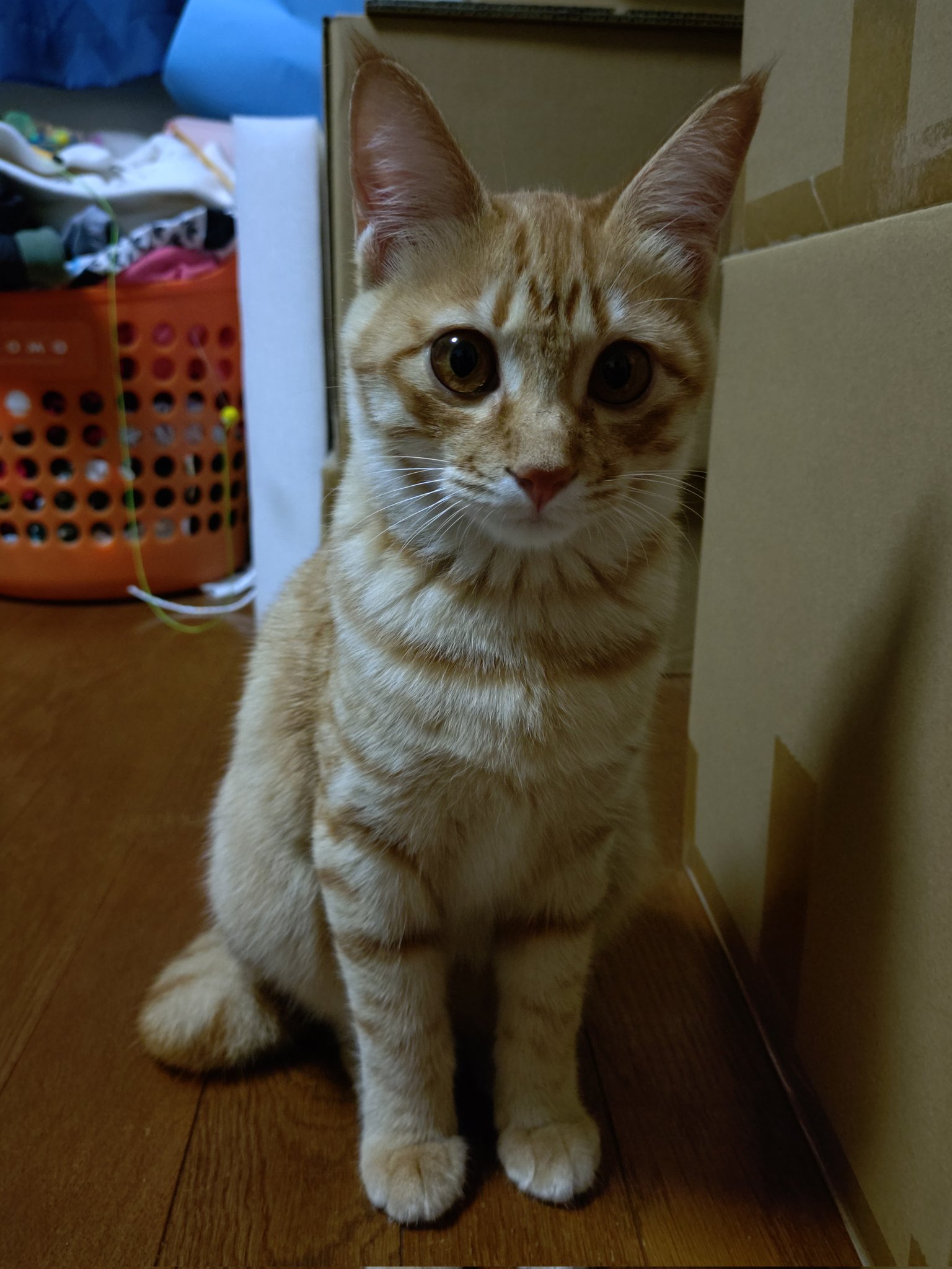 茶トラ猫のななちゃん 𝕏 on X: 