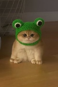Frog Cat Meme 3