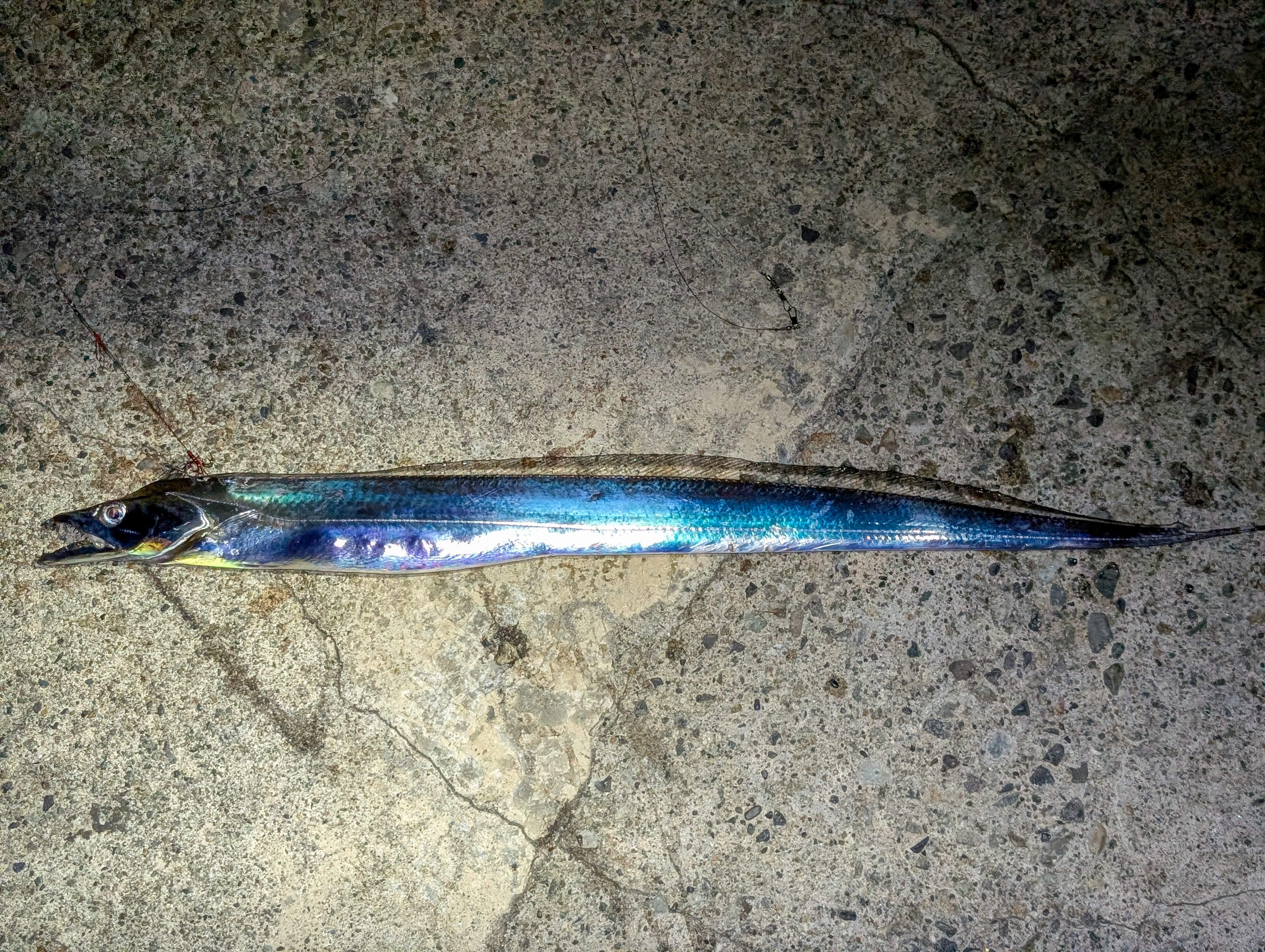 浜浦水産んまいちゃ便 on X: 