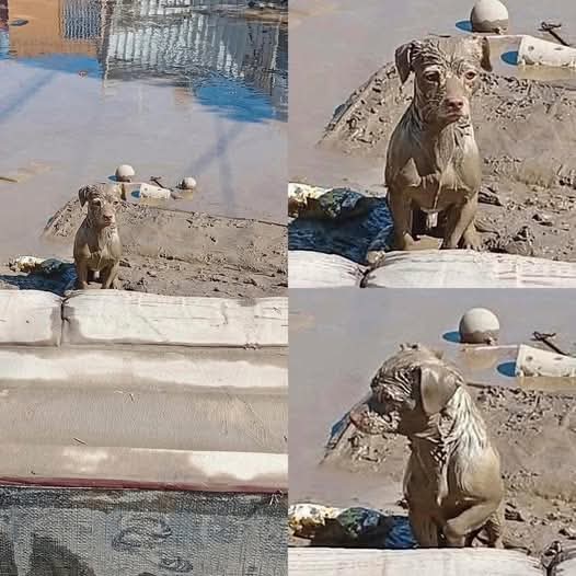 Hora de ayudar 🙏🙏🙏👇👇👇👇El PERRITO ESTÁ FIRME ESPERANDO POR ALGUIEN EN POZA RICA.

&lt;&lt;Un perrito está partitndo el corazón de los usuarios en internet, pues la mascota no desea moverse del lugar, pese a los intentos de la gente, simplemente no deja que nadie lo toque para