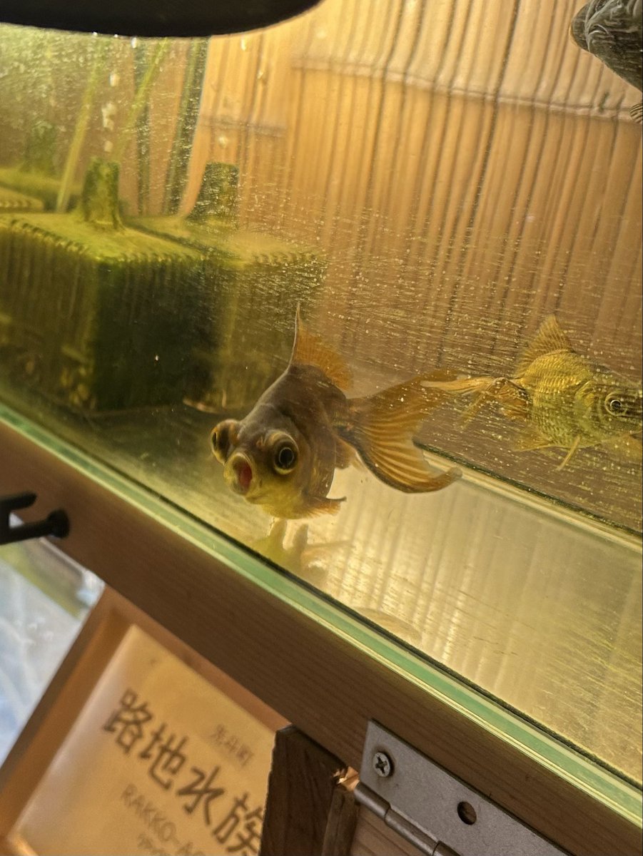 うちの子とよその子

 #金魚のお口かわいい選手権