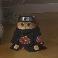 Frog Cat Meme 1