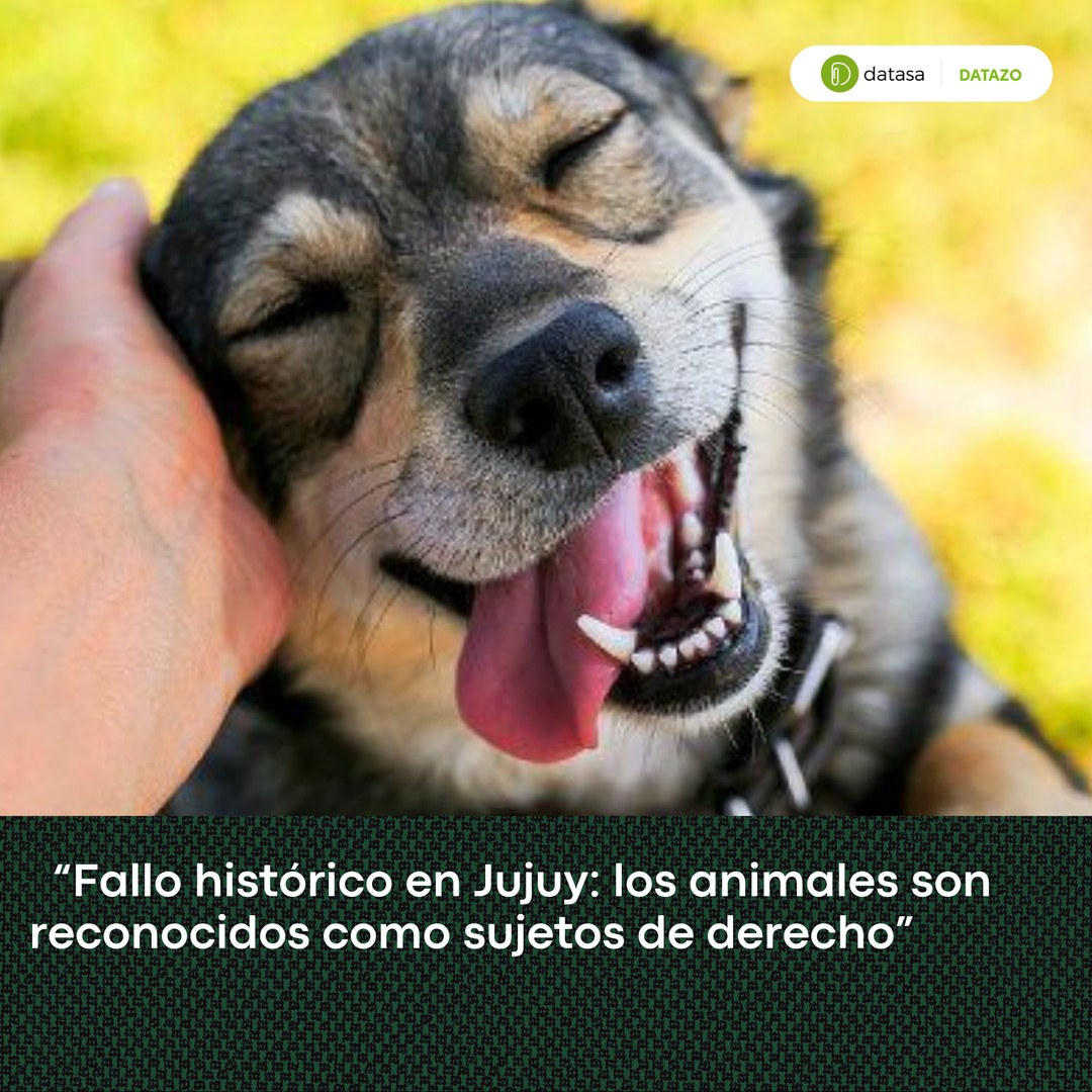 Histórico fallo en Jujuy: la Justicia reconoció a los animales como sujetos de derecho.  
⚖️ La Cámara Civil y Comercial marcó un precedente clave en el caso “Cafurén”.  
🐾 Avance legal en la protección animal en Argentina.

#DerechosAnimales #JusticiaJujuy #FalloHistórico