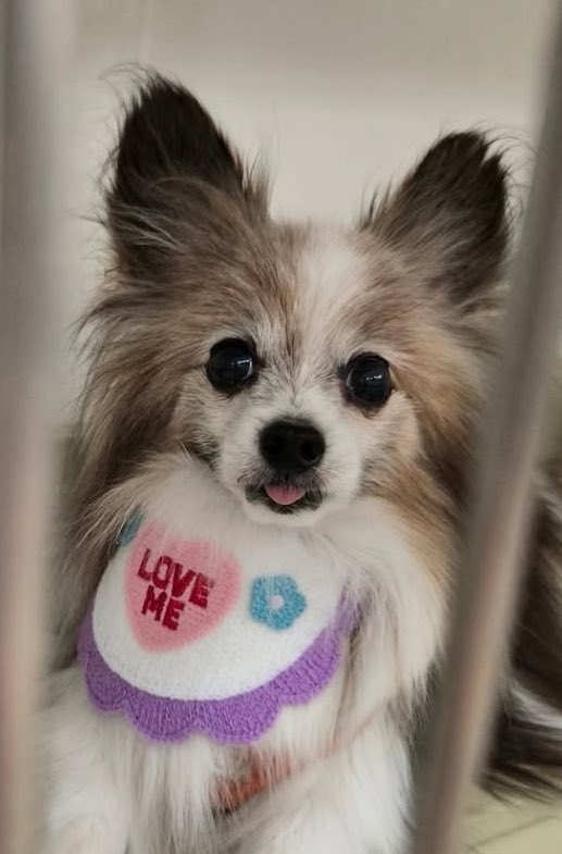 プロシャン行った🧴🫧
ハロウィン🎃👻
飾り付けにちょっと不安顔😅
2枚目はお迎え待ちのちょこ🐶

来週から一気に気温が下がるみたい
衣替えのタイミングがわからなくて困ってた😥
日曜日がいいかも👚🧥