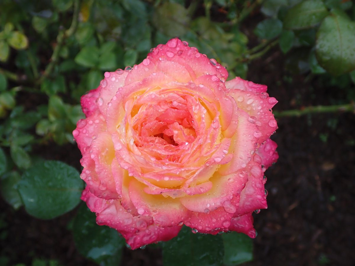 旧古河庭園 on X