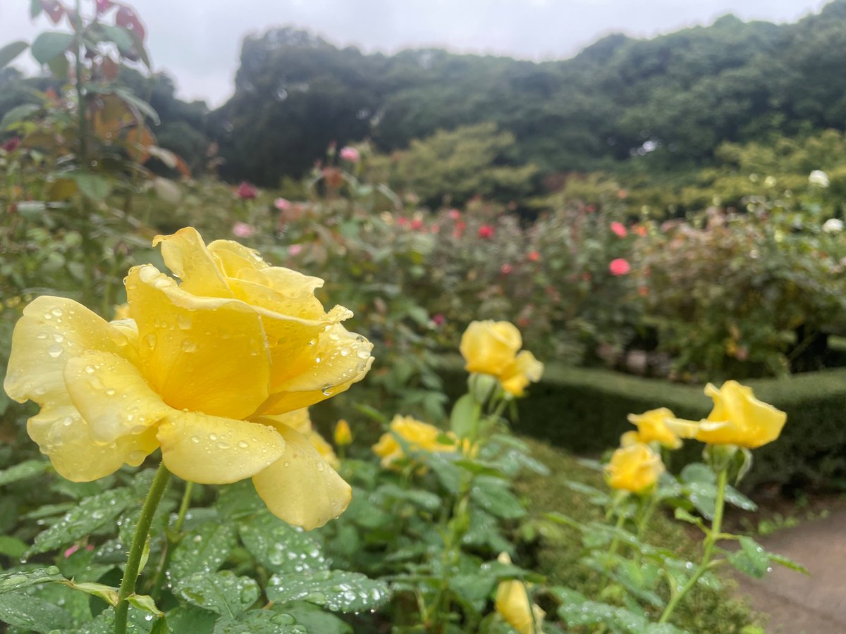 旧古河庭園 on X