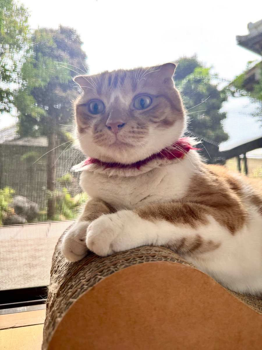 パープル猫 パープル猫 パープル猫 パープル猫様 楽天市場】ライブディオzx