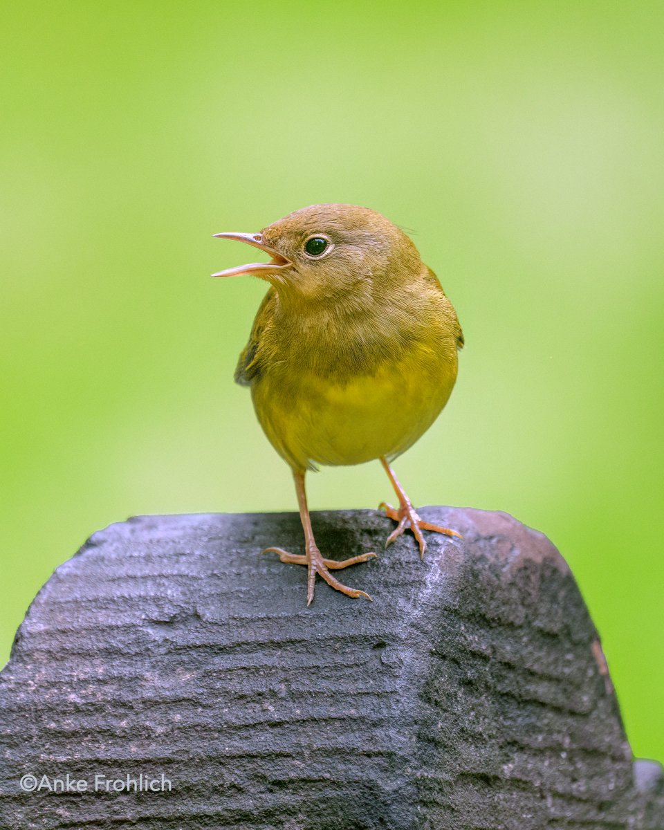 _AnkeFrohlich's tweet image. The Connecticut Warbler is making the most of its extended visit to Trinity Church in downtown NYC.
Tombstones offer perfect vantage points for spotting meals—while keeping an eye on admiring onlookers.
#birdcpp, @TrinityChrchNYC, #urbanbirds, #fallmigration