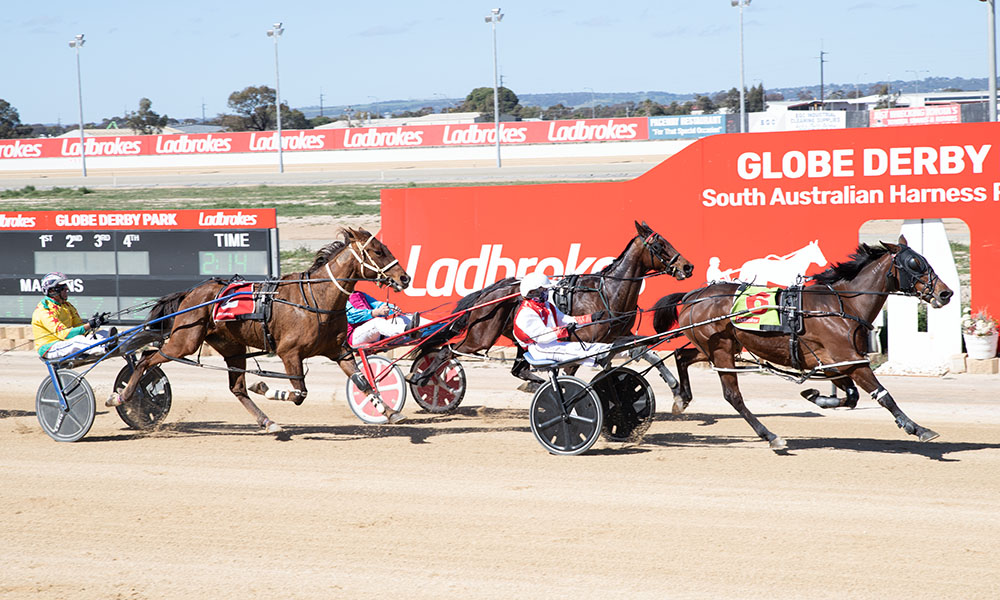 Harness Racing SA tweet media