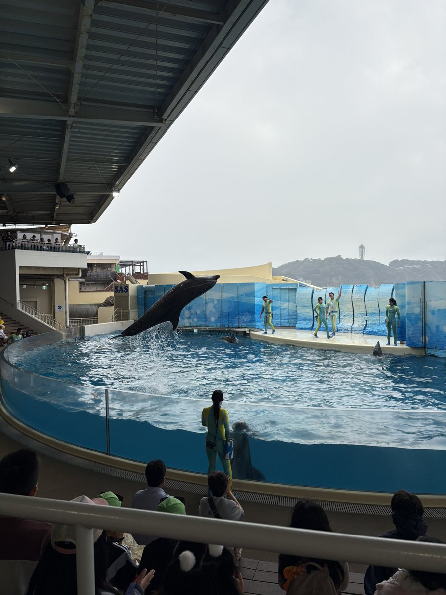 chikari_nice's tweet photo. え、え、ちょうど昨日私もえのすい行ってたからびっくり……🫨
載せてたっけ？って言ってるから昨日じゃないだろうけど、私にとってはめちゃくちゃタイムリー😂 https://t.co/Dmlkvh9zEi