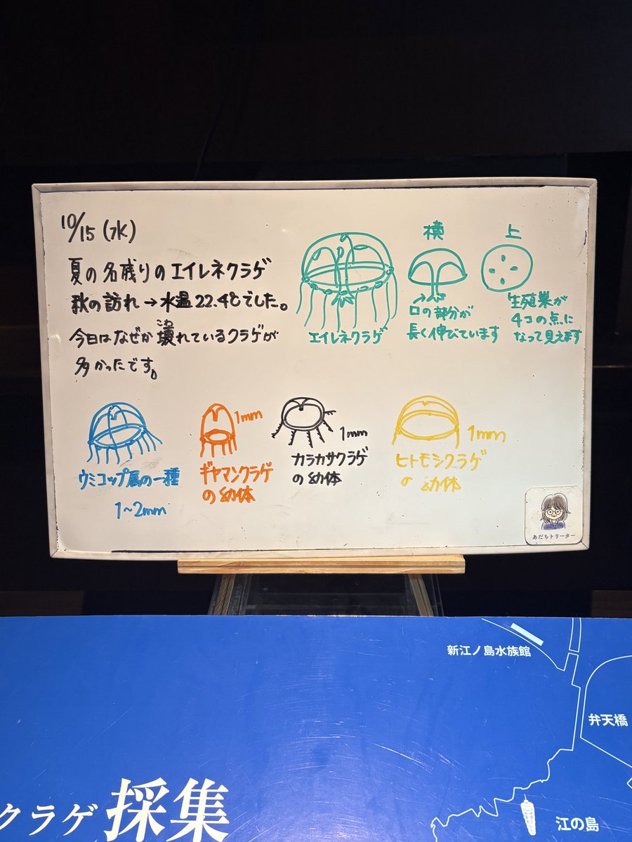chikari_nice's tweet photo. え、え、ちょうど昨日私もえのすい行ってたからびっくり……🫨
載せてたっけ？って言ってるから昨日じゃないだろうけど、私にとってはめちゃくちゃタイムリー😂 https://t.co/Dmlkvh9zEi