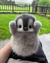 dey_mer's tweet photo. 别问，问就是我all in萌萌企鹅。🐧

其他项目在卷AI，我们在卷可爱。

有人炒狗，有人炒猫，我炒企鹅。

从中国保护区直达币圈巅峰，
YoMee来让全世界知道——
 没有萌度，就没有流动性。
🚀🚀🚀 YO MEE TO THE MOON 🚀🚀🚀 https://t.co/wGDUttpMpX