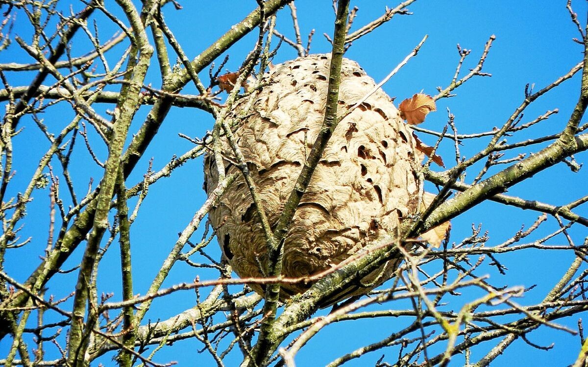 « Le raz-de-marée est là » : dans le pays de Lorient, les feuilles tombent et laissent apparaître les innombrables nids de frelons asiatiques
➡️ go.letelegramme.fr/JTTk