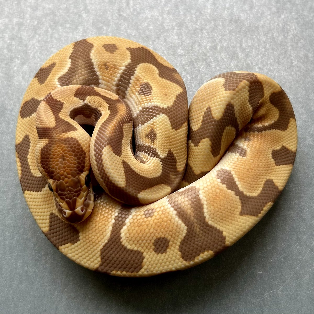 Kayo296's tweet image. å®äŒæ¥æãã®ã¡ã³ããçµãããèŠããªãð«
#ããŒã«ãã€ãœã³ #ballpython
Ultramel â