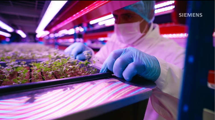 SiemensInfra's tweet image. On #WorldFoodDay, we celebrate innovation in sustainable agriculture with @Bustanica_ae. 

Their vertical farm reimagines food production, using 95% less water and harnessing advanced automation and #digitalization to redefine smart farming. A visionary leap for #VerticalFarming.
