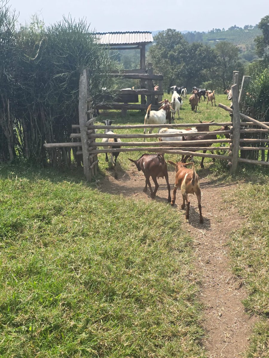 GUKELimited's tweet image. Did you know. ๐๐๐
Goats are herd animals and will become depressed if kept without any goat companions. So, it is unhealthy for a goat if a family just owns one as a pet.
#Letslearntogether