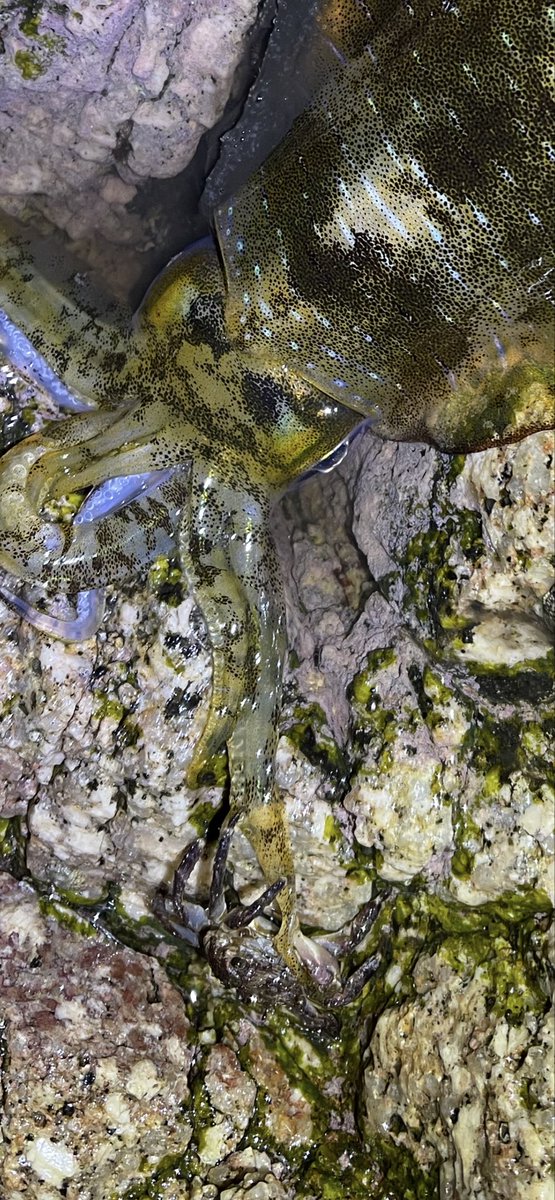 kimnyfishing's tweet photo. ゲソ食うカニ https://t.co/7DT1uOZQUQ