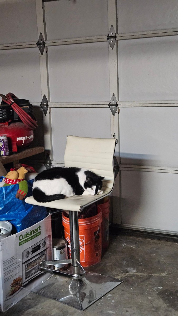 MIC8833's tweet image. My assistant for tonight&apos;s code😉😹😹😹⚡️