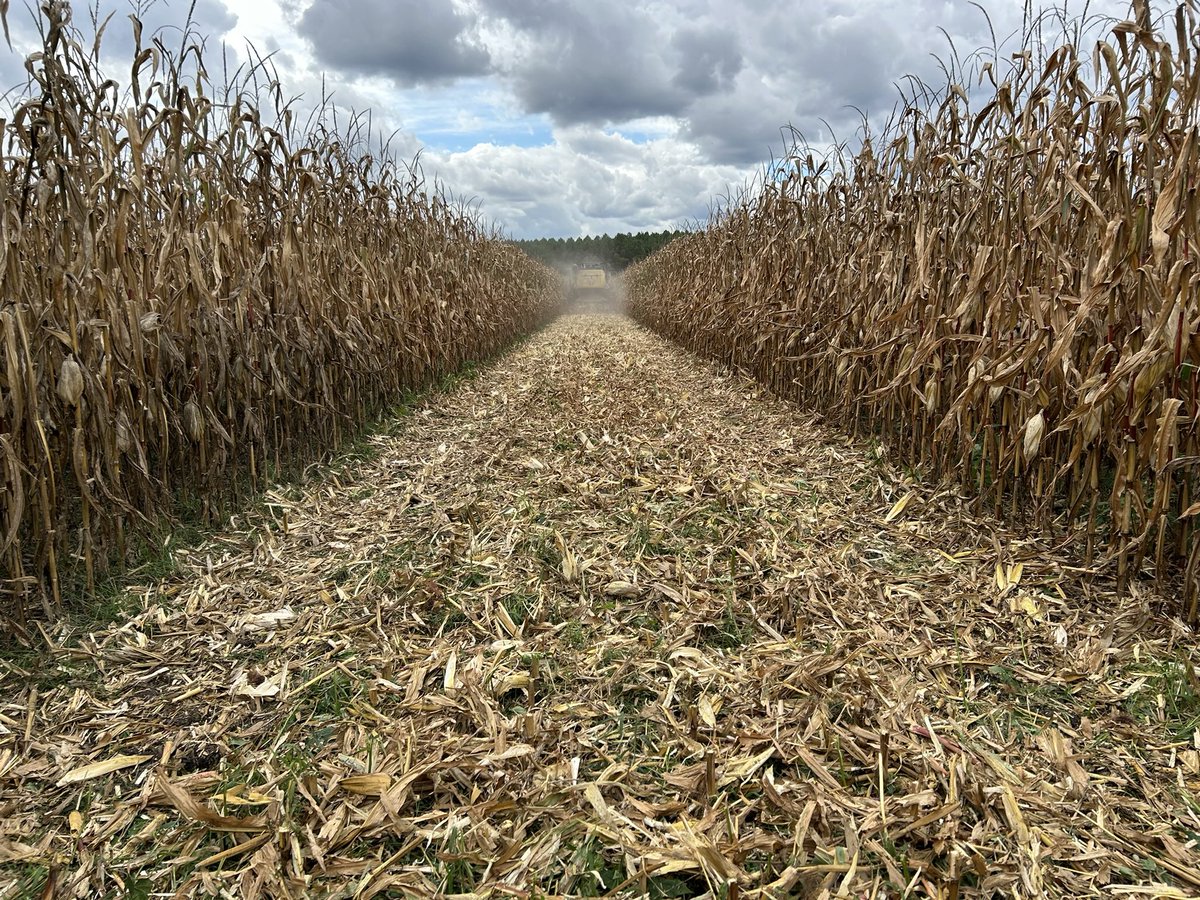 Les 16T sont dépassées en #SDSCV sur les semis de début avril avec #P0937 <a href="/PioneerSeeds/">Pioneer Seeds U.S.</a> 🥇 
Semis à 50 cm : + 20ooo pl -> + 8,5 qtx sur 2 ans
➖salissement 
➖charges
➕rendement 
#ACS 🌱🌽