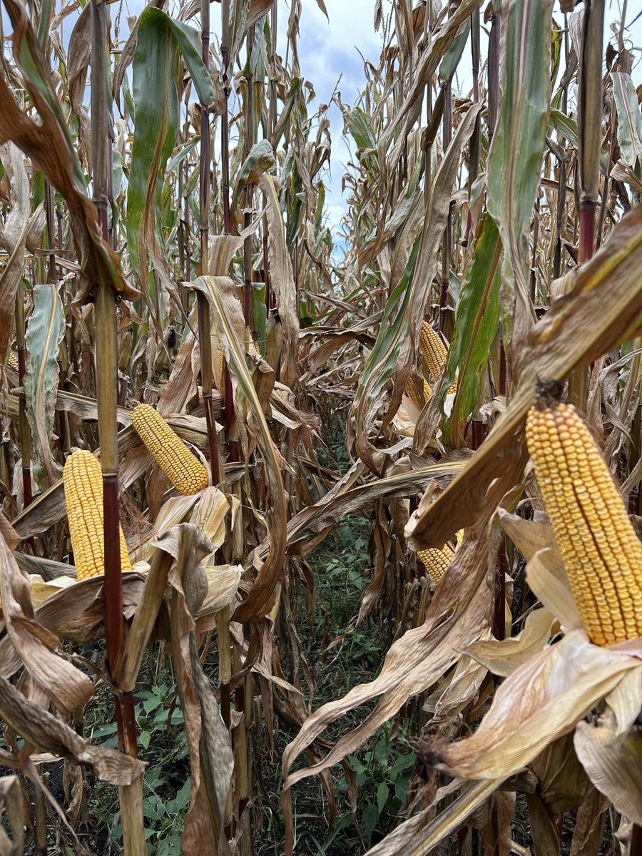 Mathieu Bonnehon tweet media