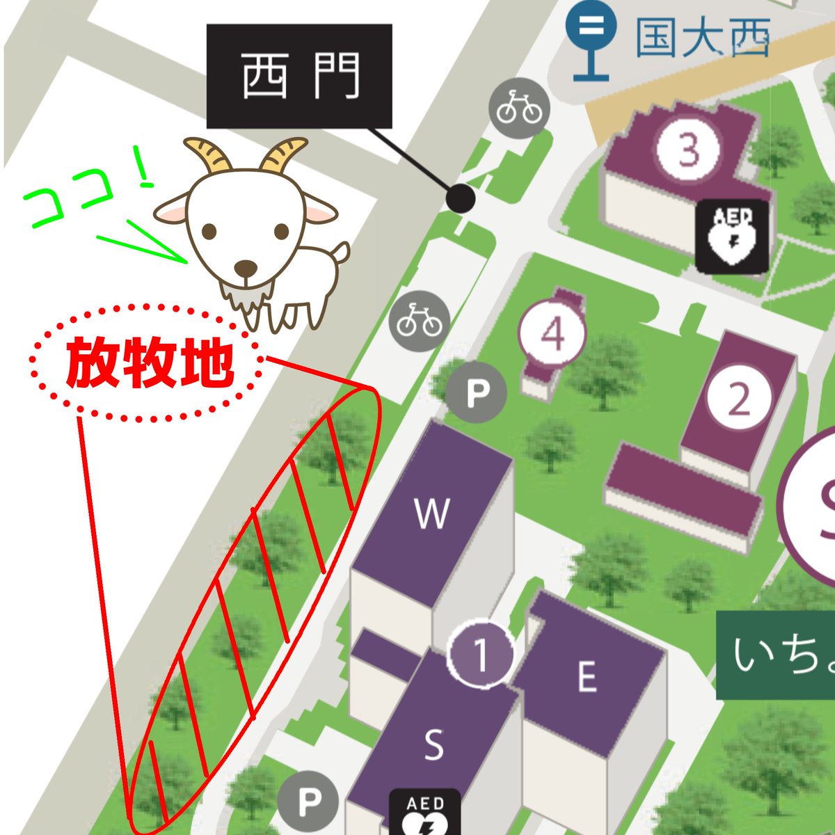 yokoeconanoda's tweet photo. 横国にヤギがやってきた！

本日、西門の放牧地にヤギさんが2頭来てくれました✨✨✨

これから横国で除草活動をしてもらいます！よろしくお願いします！！

ぜひ見に来てね〜！✨✨ https://t.co/k63TtKilXq