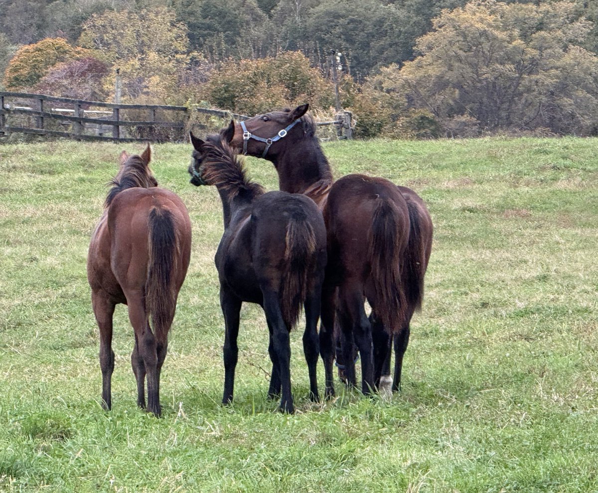 おうまのバケツ (@oumanobaketu) / Posts / X