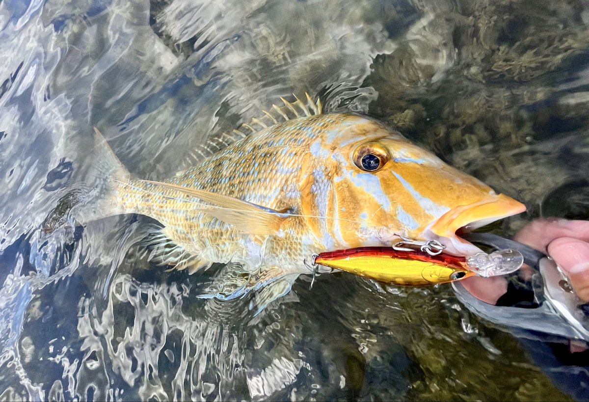 BASSDAY.JAPAN (@BassdayJ) / X