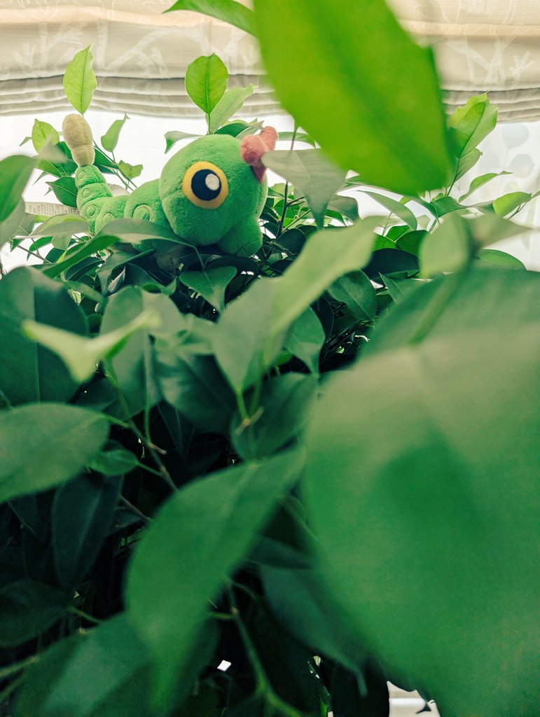 にょきにょきキャタピー tweet media