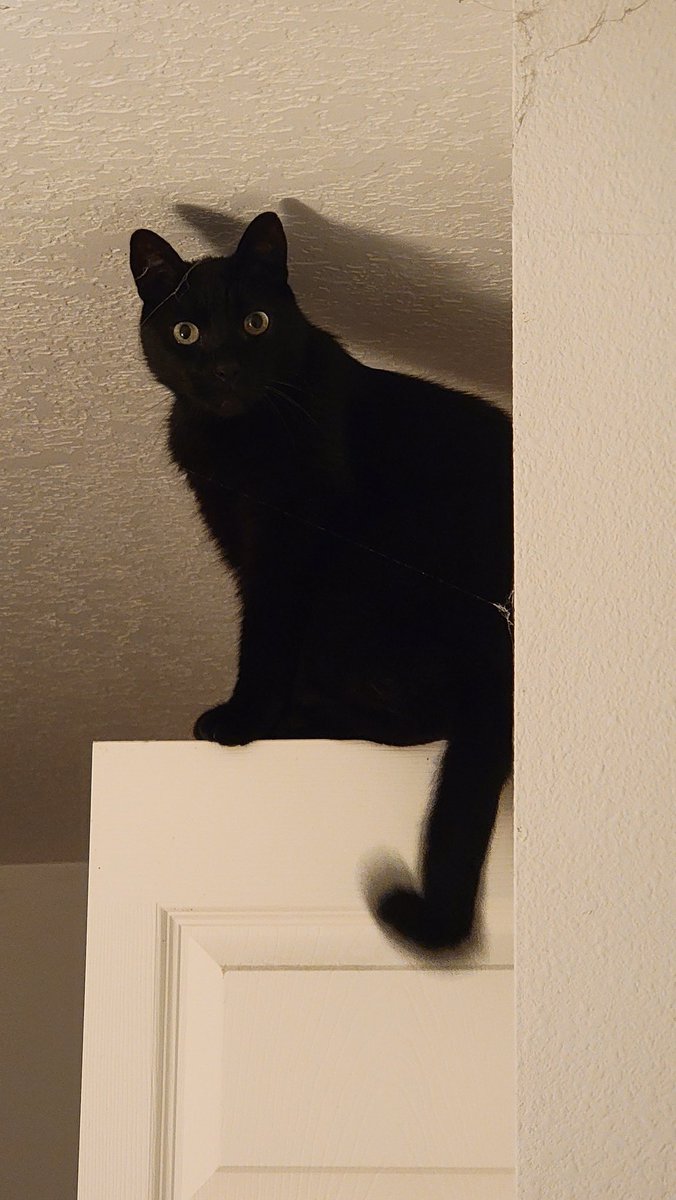 Now pic...

Whatcha looking at?
I like it up here.

#Cats