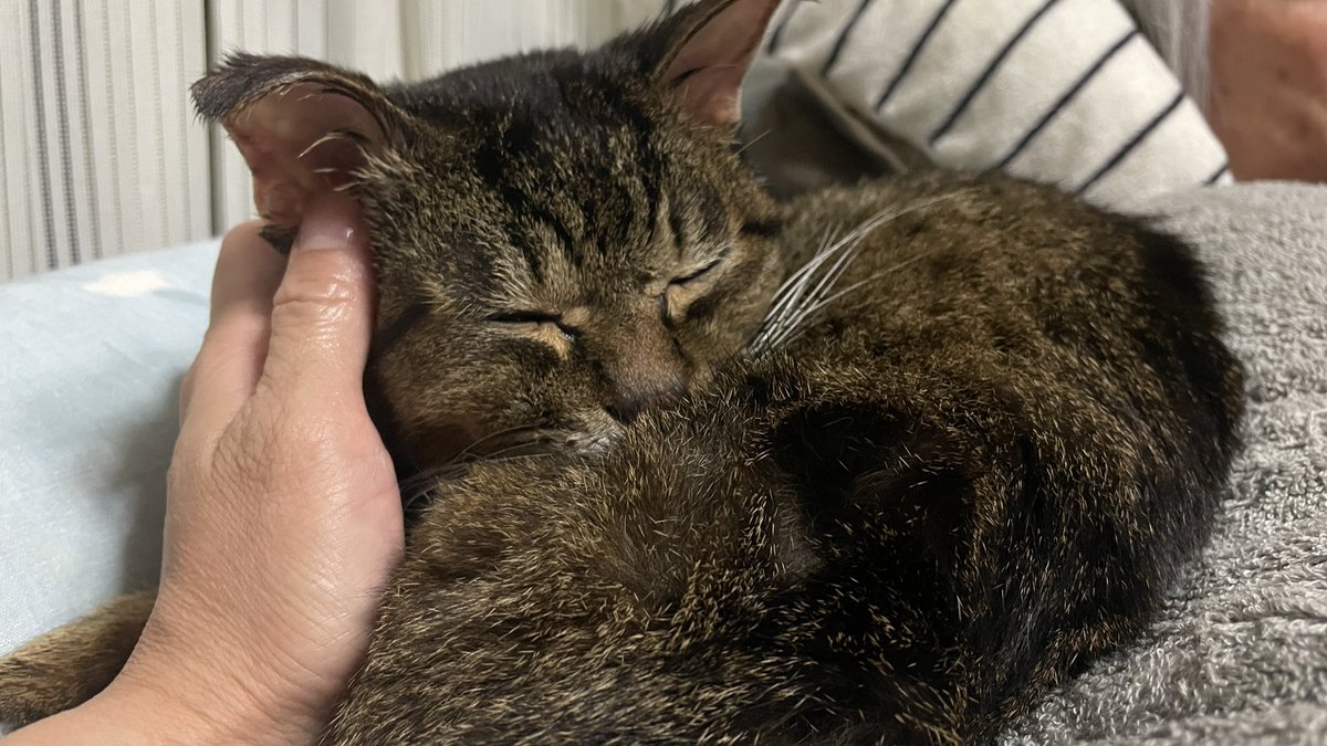 こんばんは

トイレ癖の悪さで昨夜、母猫さまとは別ゲージに入って朝を迎えた末っ子

今朝方、徐々に近づいてくる末っ子の声に気のせいかと思った矢先、耳元で鳴いたから慌てて目を開ければ飼い主の枕元に居るはずのない末っ子がいて飛び起きました

どうも鍵を閉め忘れてた飼い主
今夜はきっと大丈夫