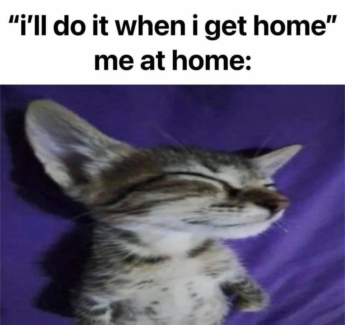 LiterallyMeCats (@literallymecats) on Twitter photo 