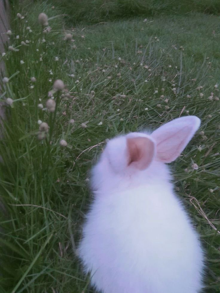 i wasn’t made for life outside of captivity.