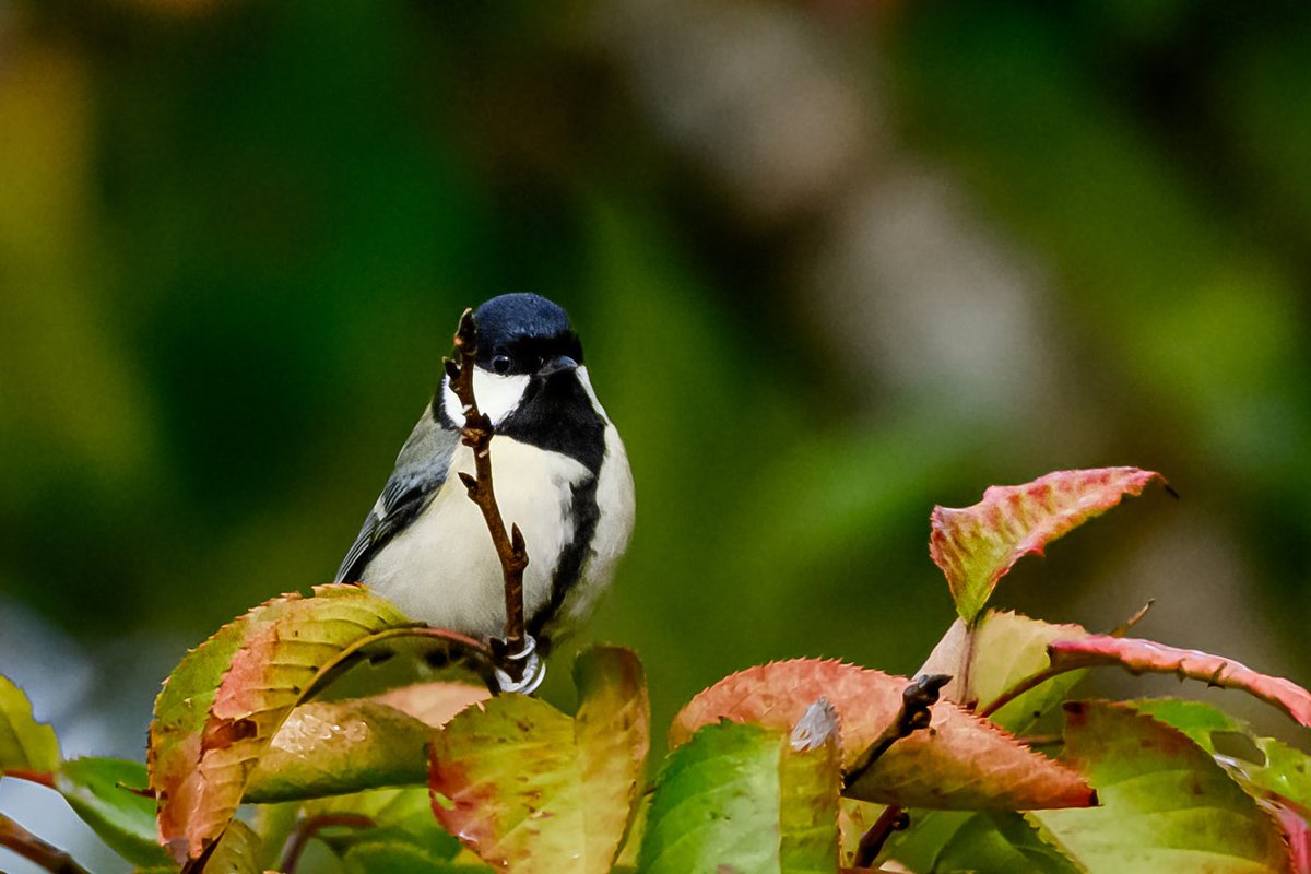 可愛いネクタイに凛とした佇まい
とても紳士的だが可愛いが凄いシジュウカラ🐦‍⬛
可愛いいいい