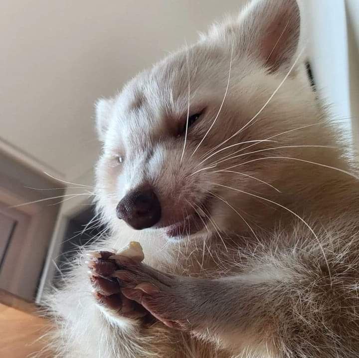 raccoon with confusing auras (@raccoonauras) on Twitter photo 
