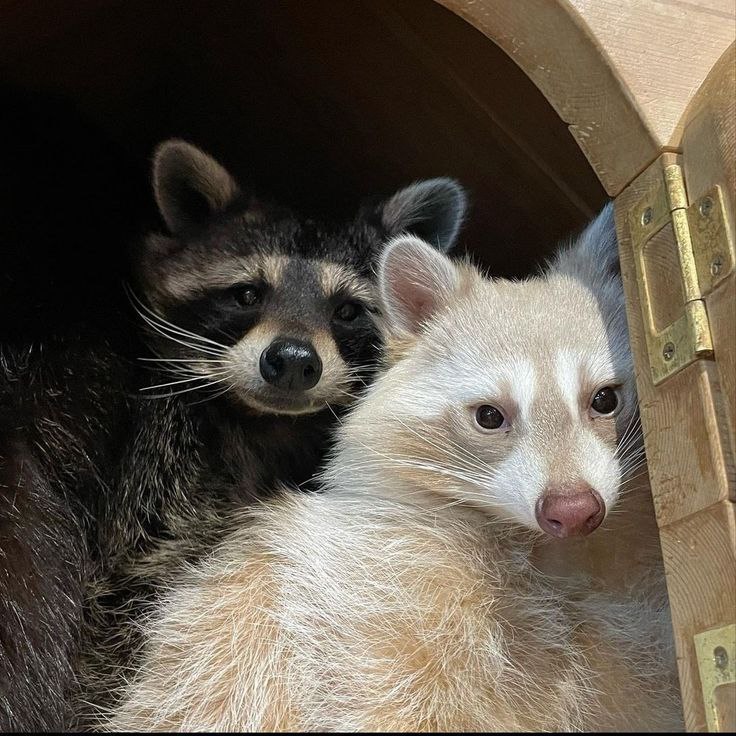 raccoon with confusing auras (@raccoonauras) on Twitter photo 