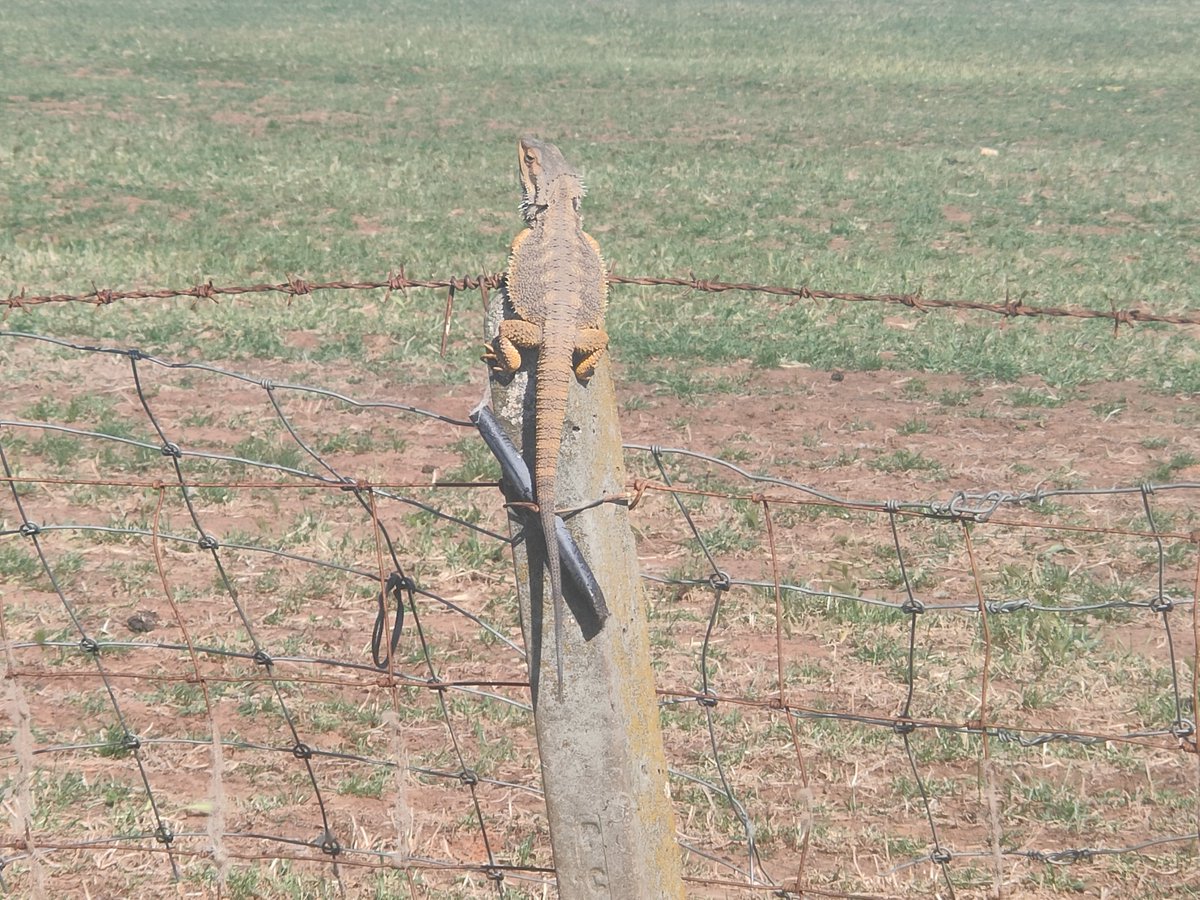 EYRE ULTRAWHITES tweet media