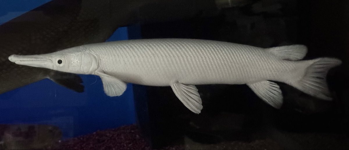 AncientHao's tweet photo. Platinum gar getting thicker! 🔥 https://t.co/E1rxFQNL0A