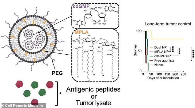 Groundbreaking 'super vaccine' could stop cancer in its tracks 

The 'groundbreaking' vaccine contains tiny nanoparticles made of fatty molecules that deliver two 'adjuvants' – substances that boost the body's immune response. 

mol.im/a/15190555